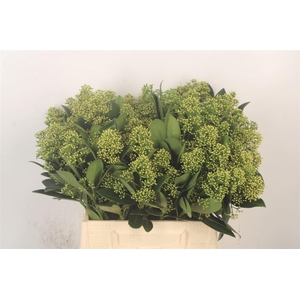 Skimmia Mag Finchy Bunch!