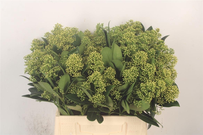 <h4>Skimmia Mag Finchy Bunch!</h4>