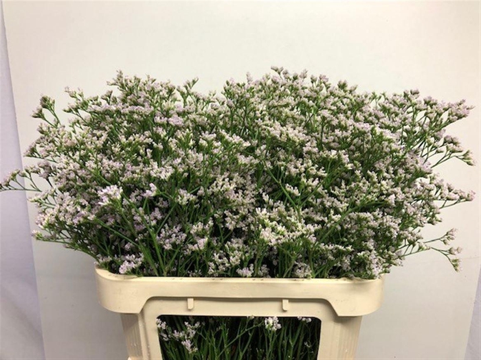 <h4>LIM WHITE NETO</h4>