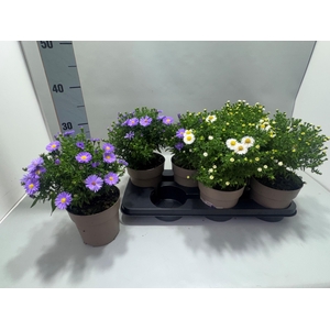 ASTER NB OV