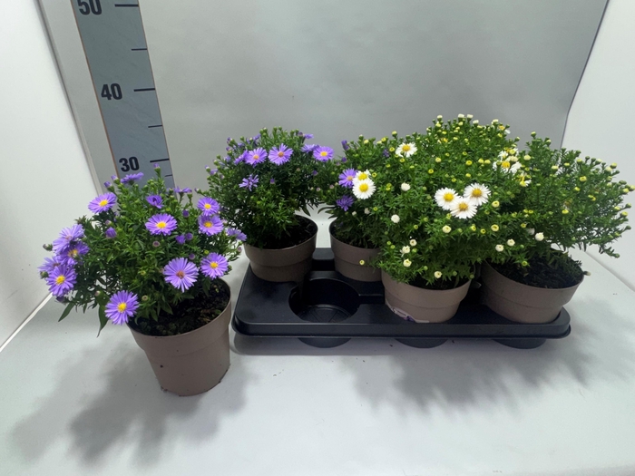 <h4>ASTER NB OV</h4>