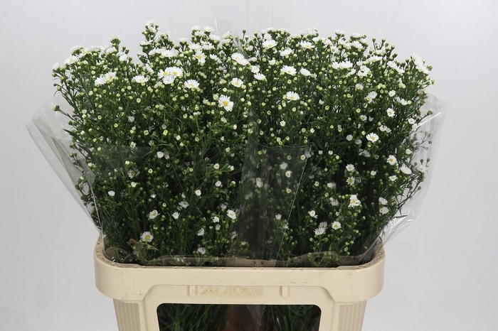 <h4>Aster Paquita</h4>