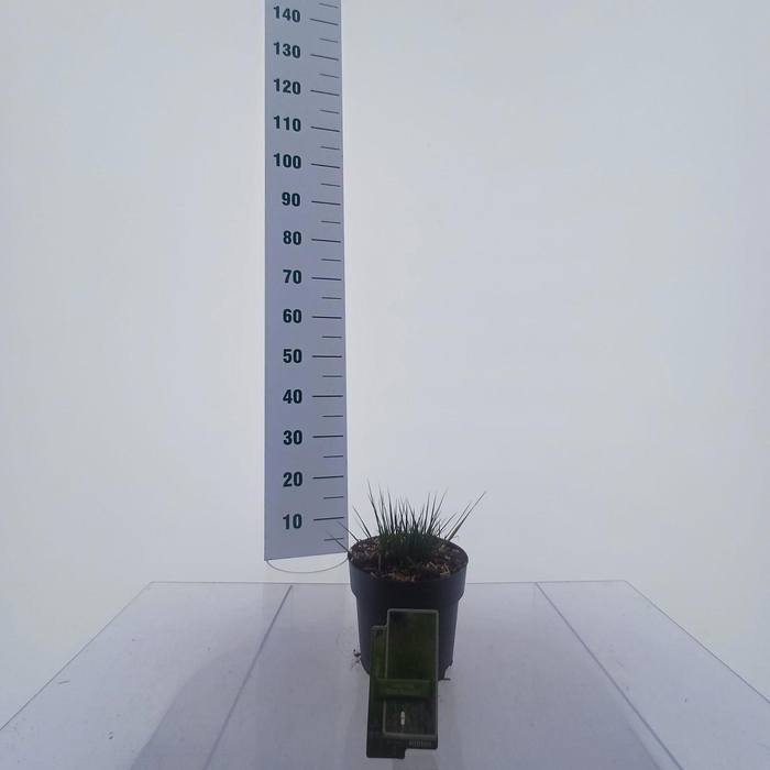 <h4>Molinia caerulea</h4>