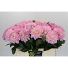Dahlia Princess Kate
