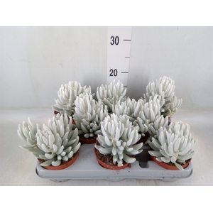 Senecio   ...