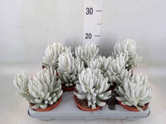 <h4>Senecio   ...</h4>
