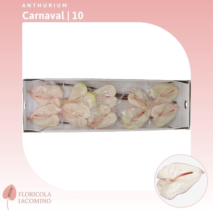 <h4>Anthurium Carnaval</h4>