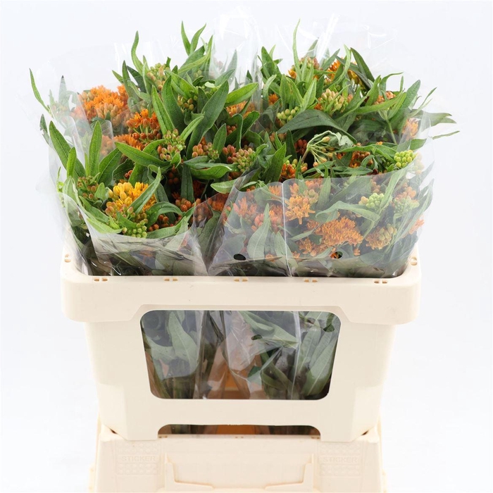 <h4>Asclepias Tuberosa</h4>