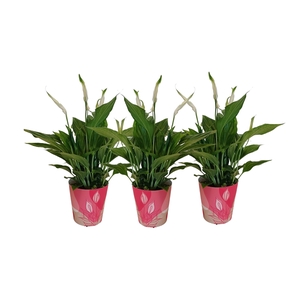 KP-850.1 RD - Spathiphyllum 9cm in rode waterdichte smartcup