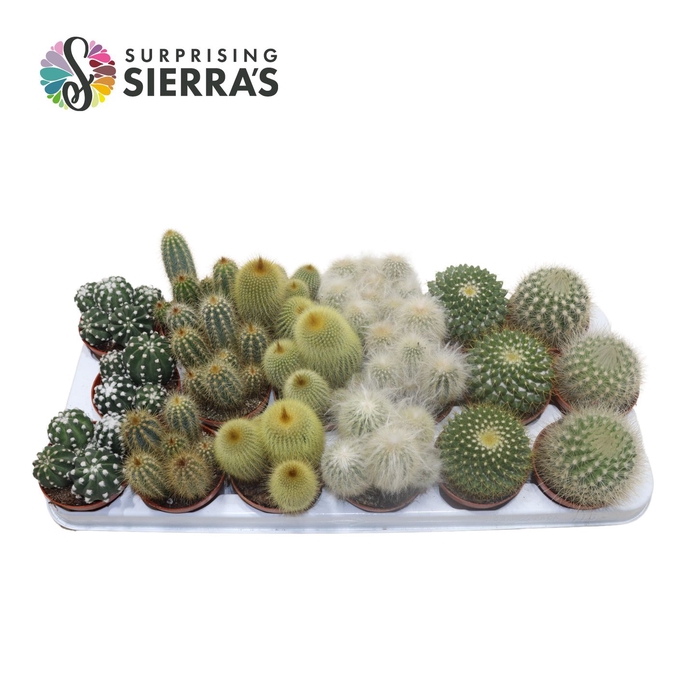 <h4>Sierra's® - Granada Cactus Mix (Prime)</h4>