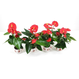 Anthurium xl.9 Jambo Red 7cm met keramieken kerstmok (24 uur besteltijd)