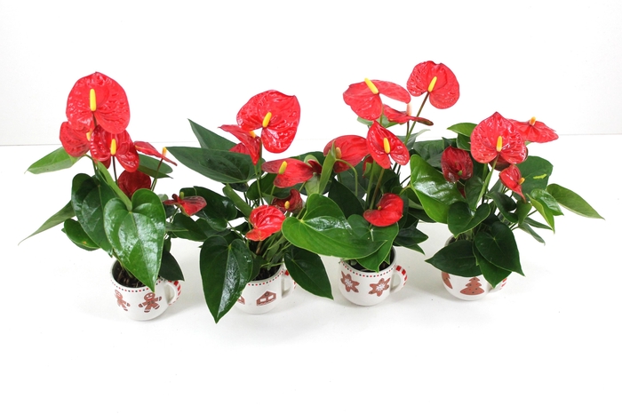 <h4>Anthurium xl.9 Jambo Red 7cm met keramieken kerstmok (24 uur besteltijd)</h4>