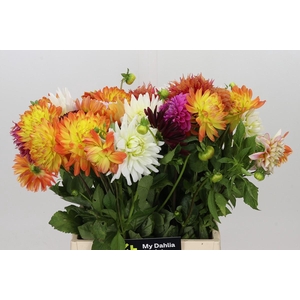 Dahlia Gemengd in bos