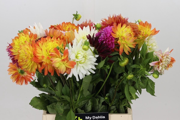 <h4>Dahlia Gemengd in bos</h4>