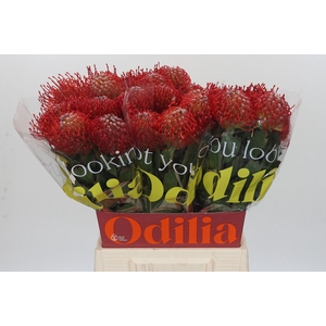 Nutans Ayoba Red
