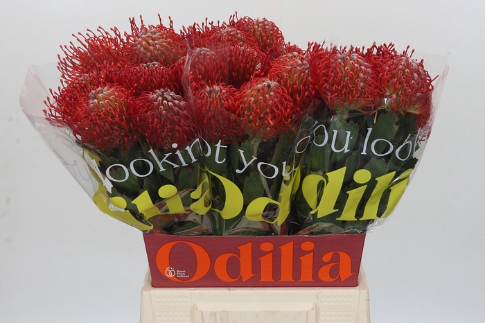 <h4>Nutans Ayoba Red</h4>