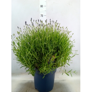 Lavandula angus. 'Felice'