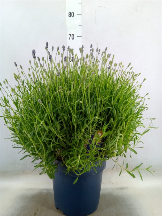 <h4>Lavandula angus. 'Felice'</h4>