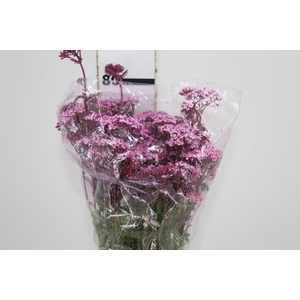 ACHILLEA MILLEFOLIUM PINK TINTURADA 060 CM