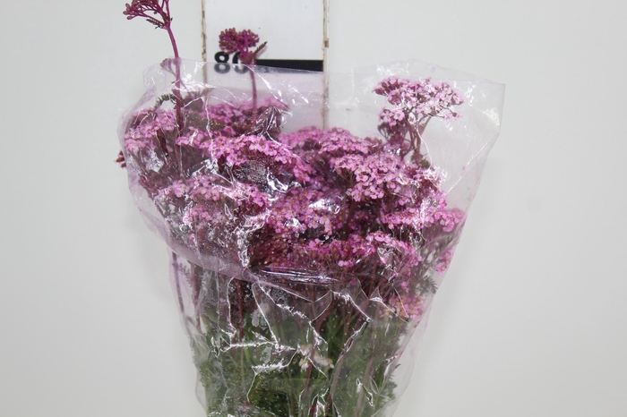 <h4>ACHILLEA MILLEFOLIUM PINK TINTURADA 060 CM</h4>