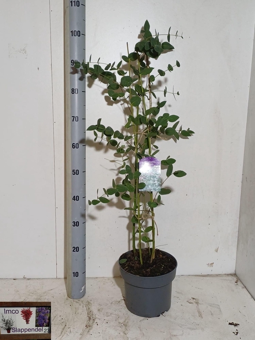 <h4>EUCAL GUNNII</h4>