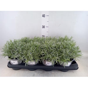 Helichrysum italicum