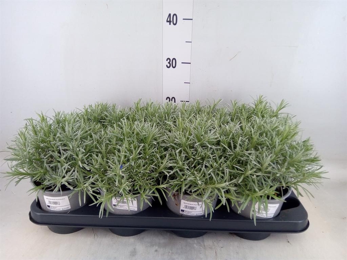 <h4>Helichrysum italicum</h4>