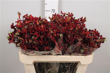 <h4>Anigoz Early Spring</h4>