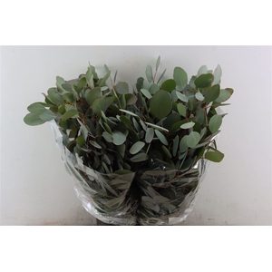 Euca Populus 300gr P Bunch