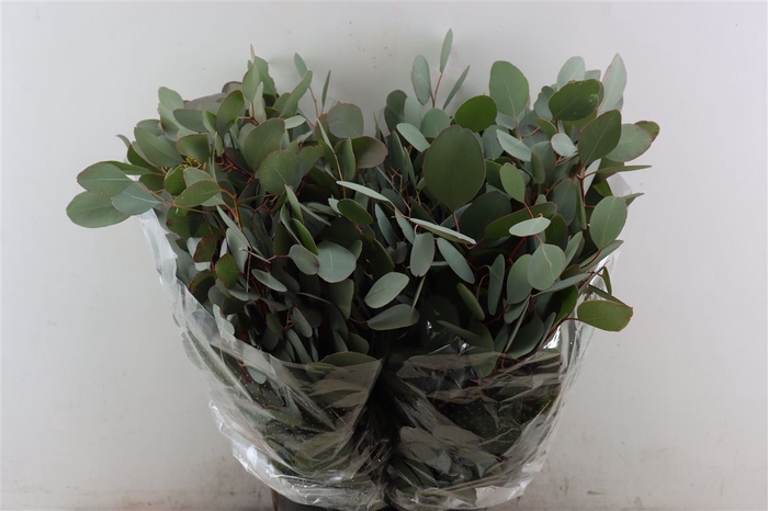 <h4>Euca Populus 300gr P Bunch</h4>