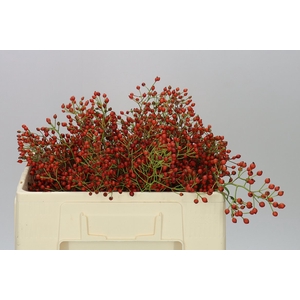 Rozenbottel Prinsberry Fire