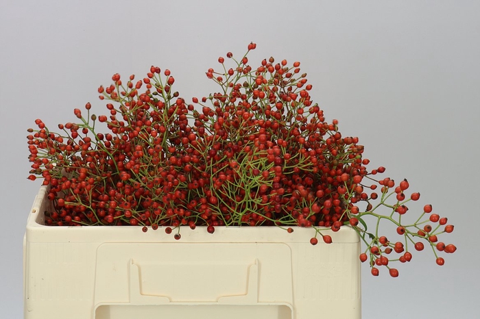 <h4>Rozenbottel Prinsberry Fire</h4>