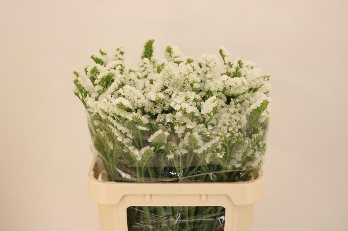 <h4>LIM S ISA WHITE</h4>