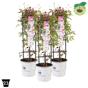 Clematis montana 'Carnaval', P23 op rek