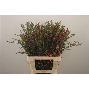 Cytisus Boskoop Ruby