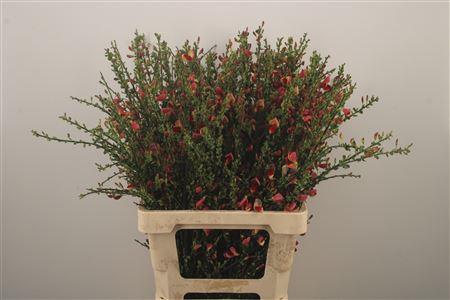 <h4>Cytisus Boskoop Ruby</h4>