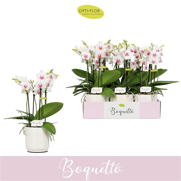 Phalaenopsis Multifloratypes overig wit