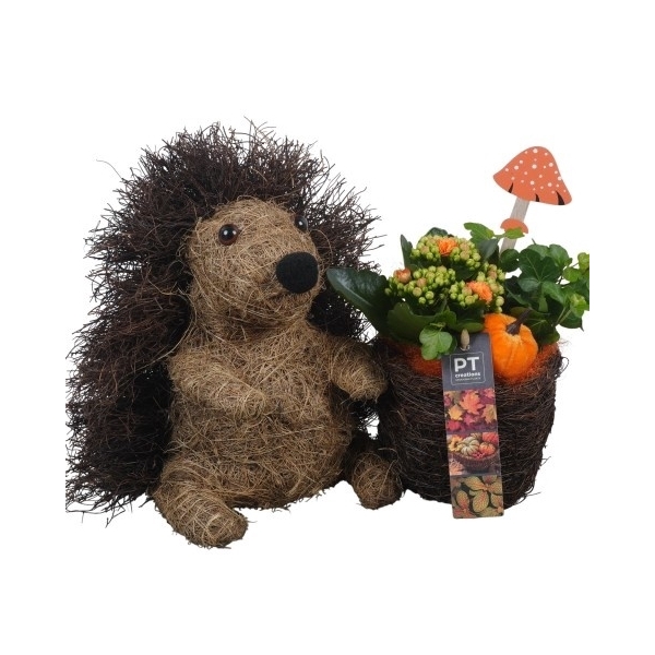 <h4>PTHI5404 Arrangement Herfst Indoor in rieten egel</h4>
