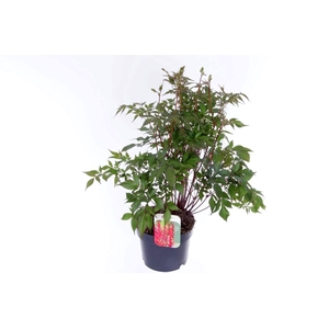 Astilbe japonica Montgomery