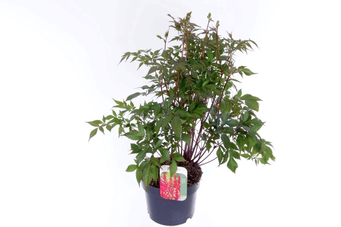 <h4>Astilbe japonica Montgomery</h4>