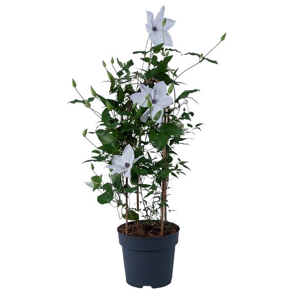 <h4>Clematis Garland White</h4>