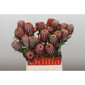 Banksia Coccinea