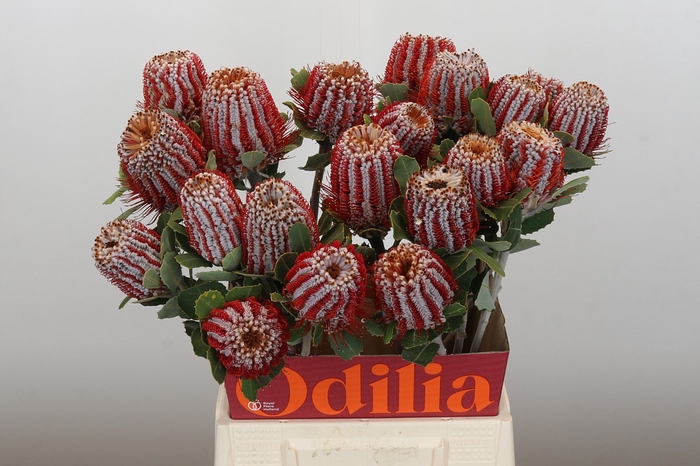 <h4>Banksia Coccinea</h4>