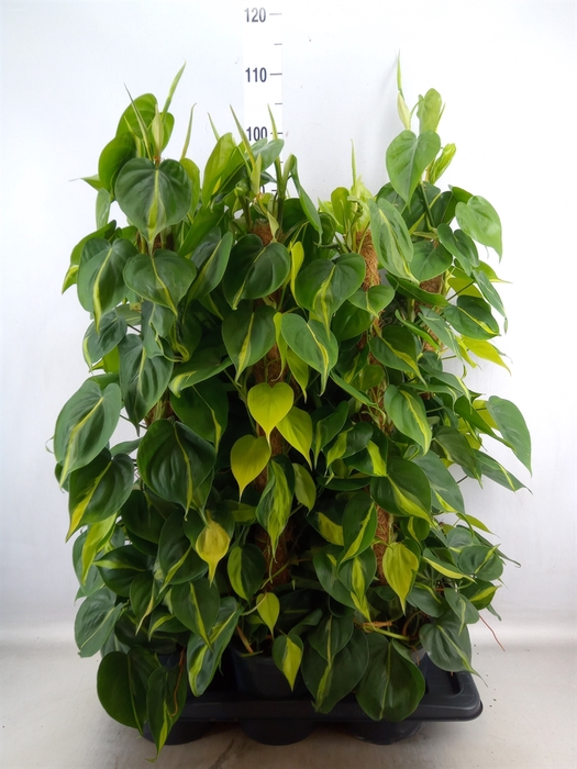 Philodendron scand. 'Brasil'