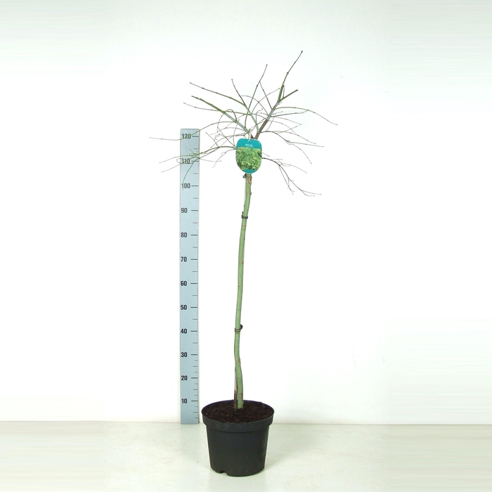 <h4>Acer palmatum 'Dissectum' Stam P26 Full CC</h4>