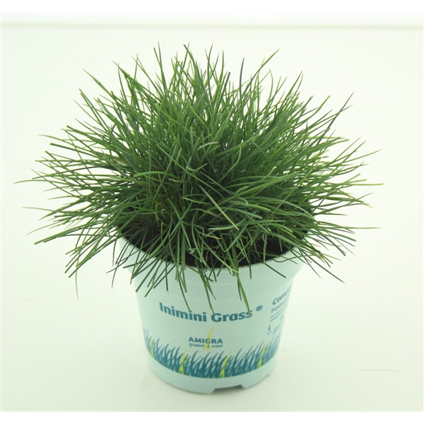 <h4>Festuca glauca CompactA Blue®</h4>