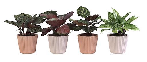 <h4>CALATHEA HYBRIDA p6 L 65927</h4>