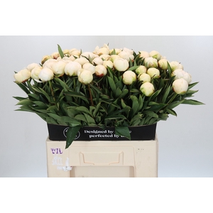 Paeonia Madame Claude Tain