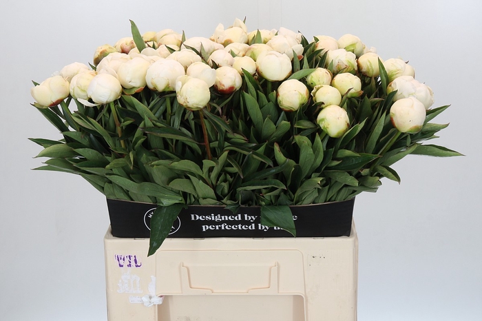 <h4>Paeonia Madame Claude Tain</h4>