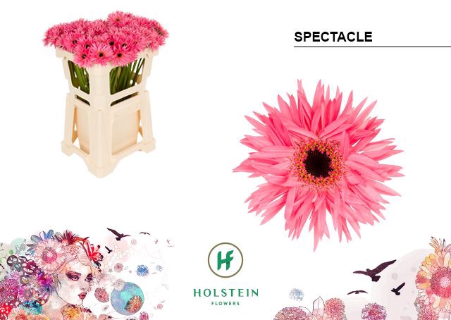 <h4>Germini Spider Spectacle Water</h4>